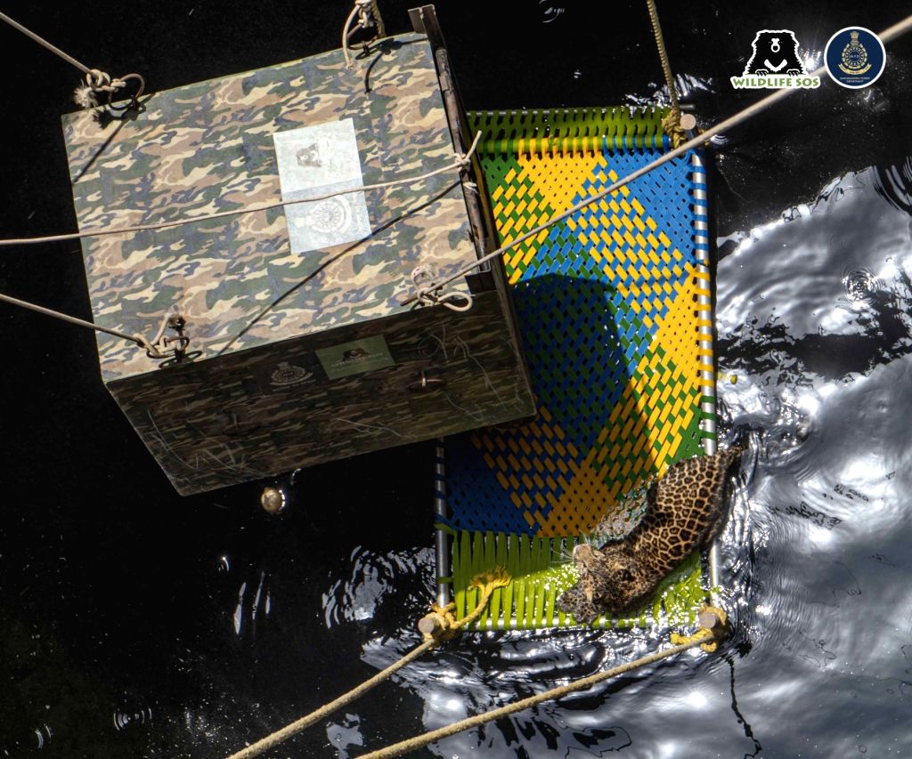 Free Photo : leopard rescue