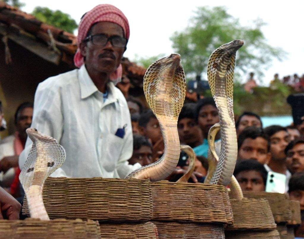 Snake Rituals ‘Mansa Puja’ Rituals