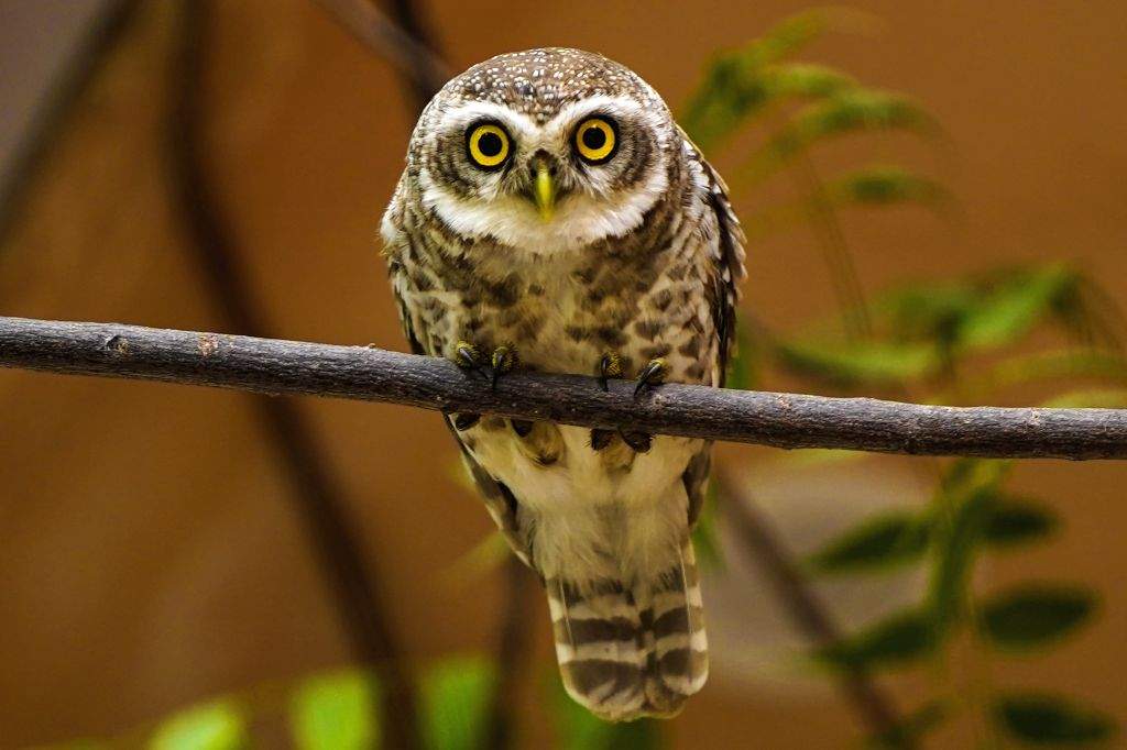 Owl Rests on Branch - Owl, Tree Hollow, Wildlife, Ajmer, Rajasthan