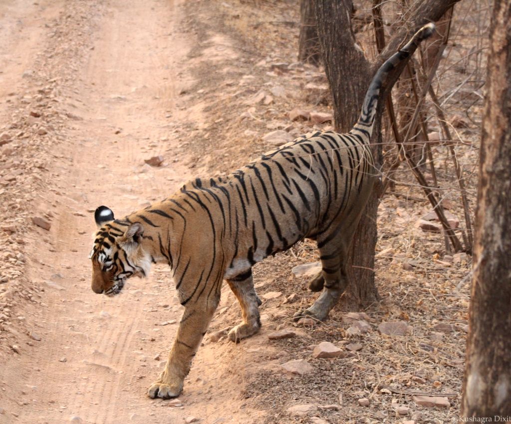 Ranthambore (Rajasthan): 