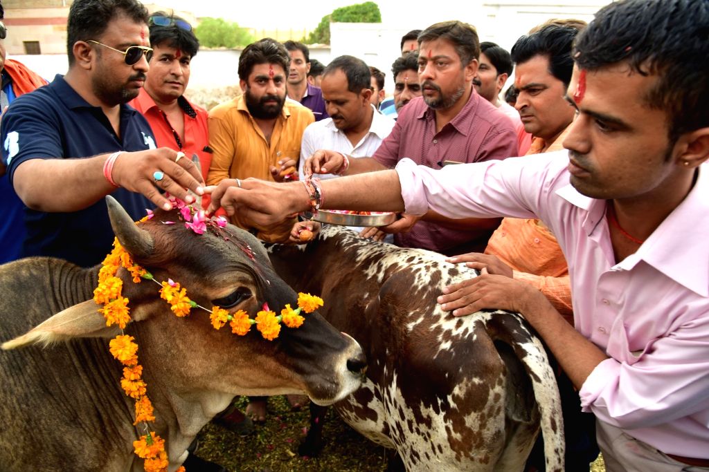Right-wing Hindu activists worship cows