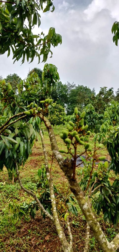 shahi litchi tree
