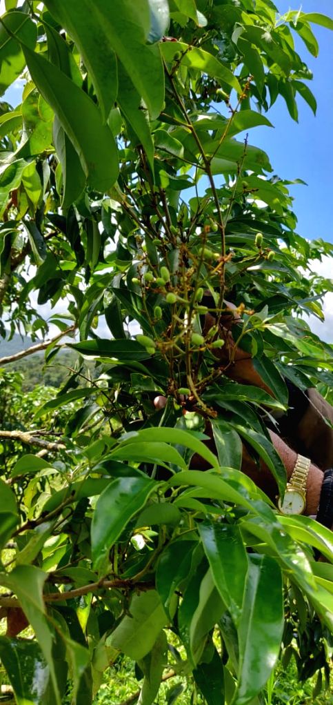 shahi litchi tree