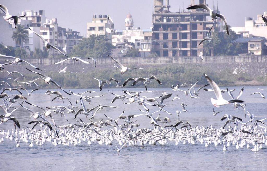 Seagulls at Tapi River