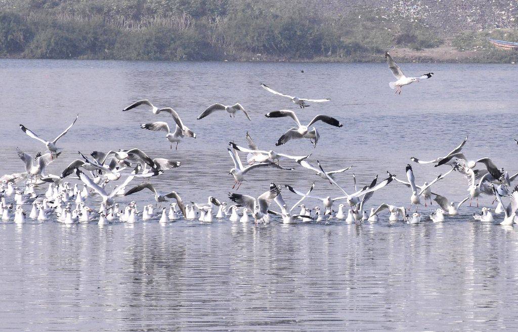 Seagulls at Tapi River