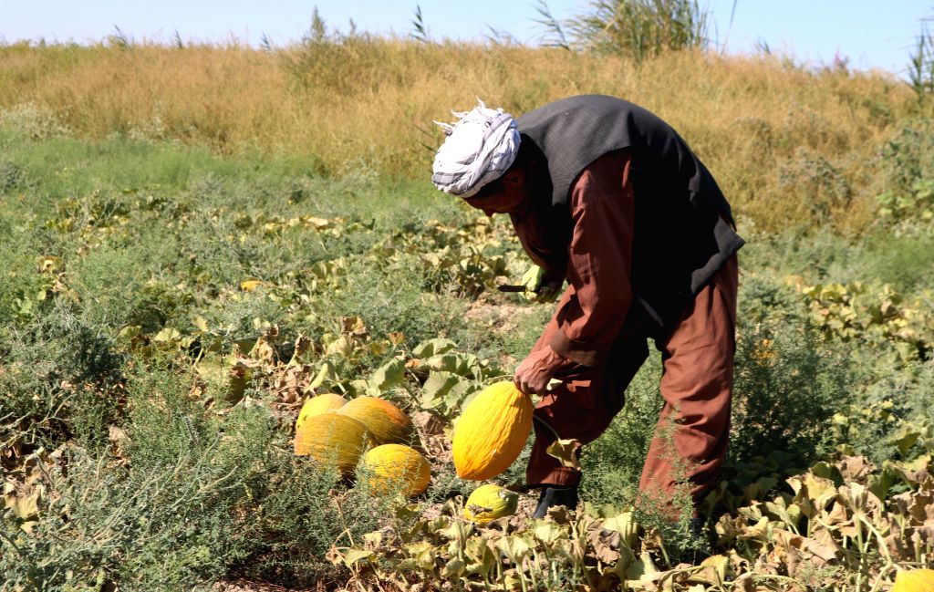 AFGHANISTANJAWZJANMELON FIELD