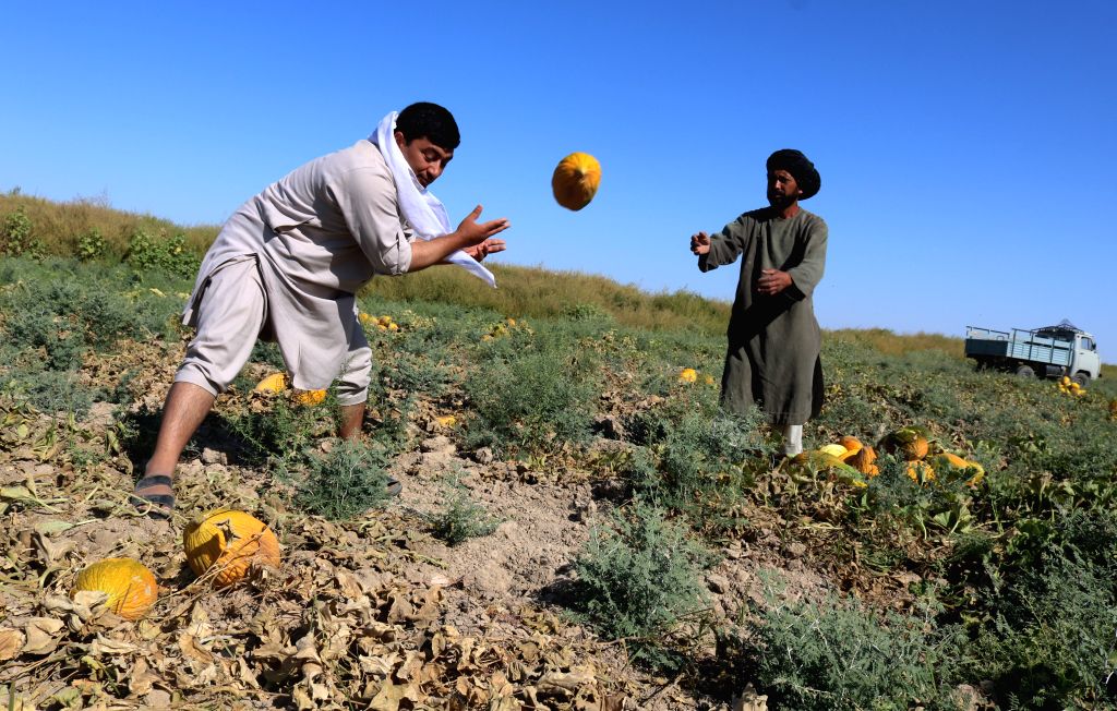 AFGHANISTANJAWZJANMELON FIELD