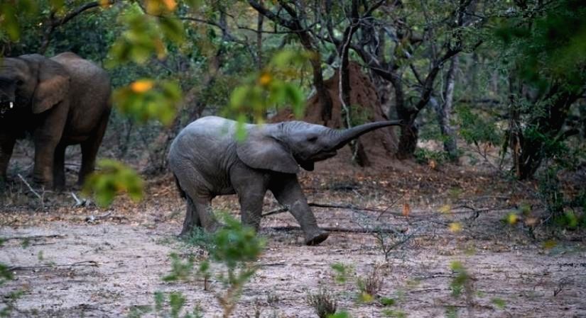 Free Photo: Spot these rare and exotic animals only in India