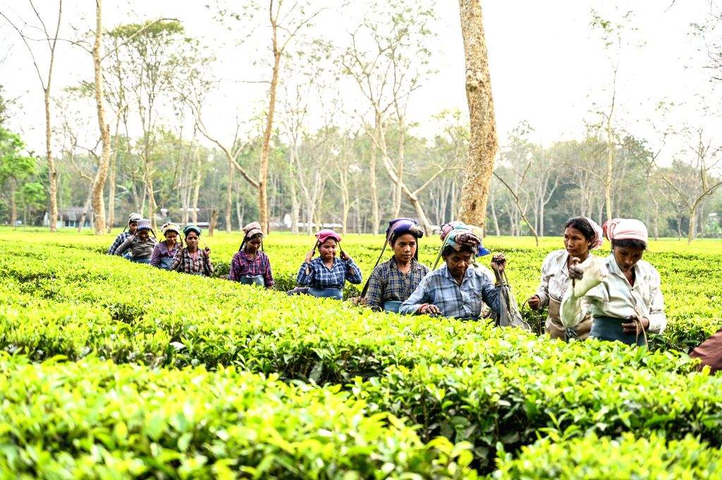 Tea Laborers Tea Workers Return from Gardens