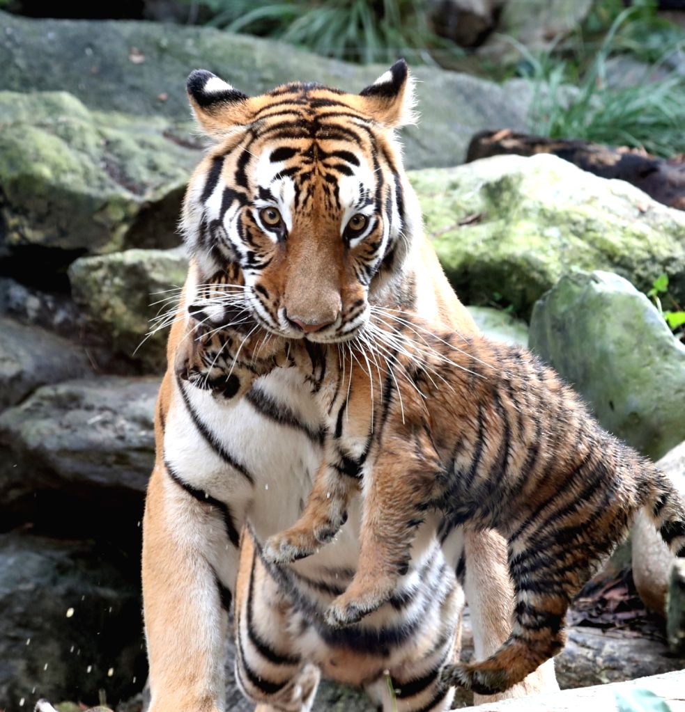 Tiger Scruff : Seoul :The mother of five Korean tiger cubs carries one by the scruff ...