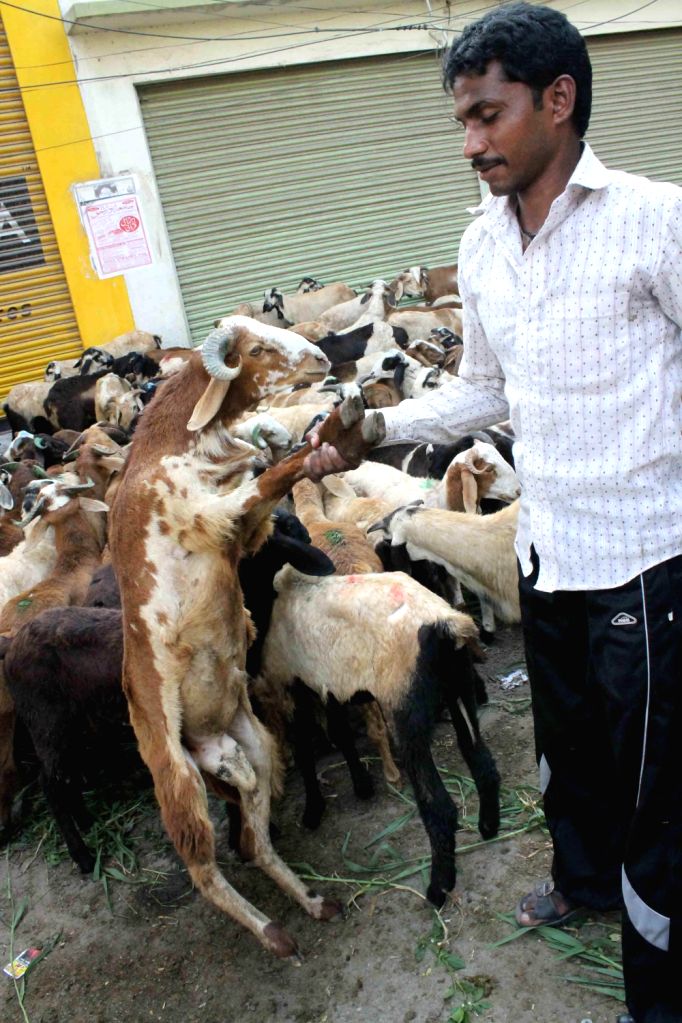 Hyderabad The prices of goats rise ahead of BakrId