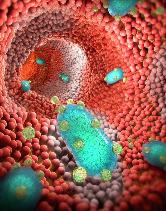 Probiotic 'backpacks' can treat inflammatory bowel disease at any stage