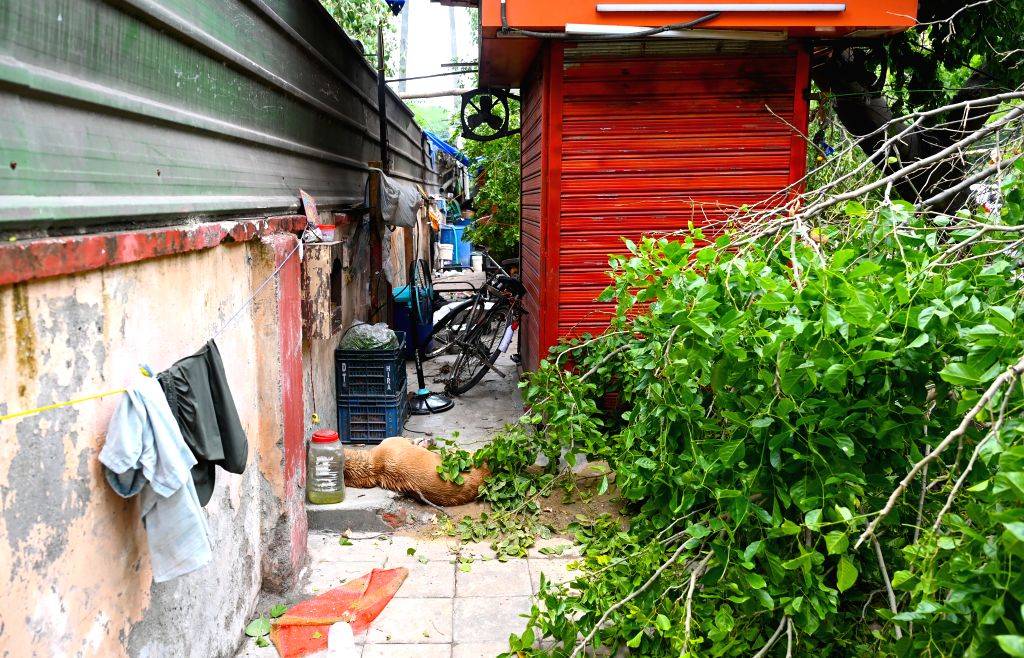 Two Die of Electrocution After Tree Fall in RK Puram
