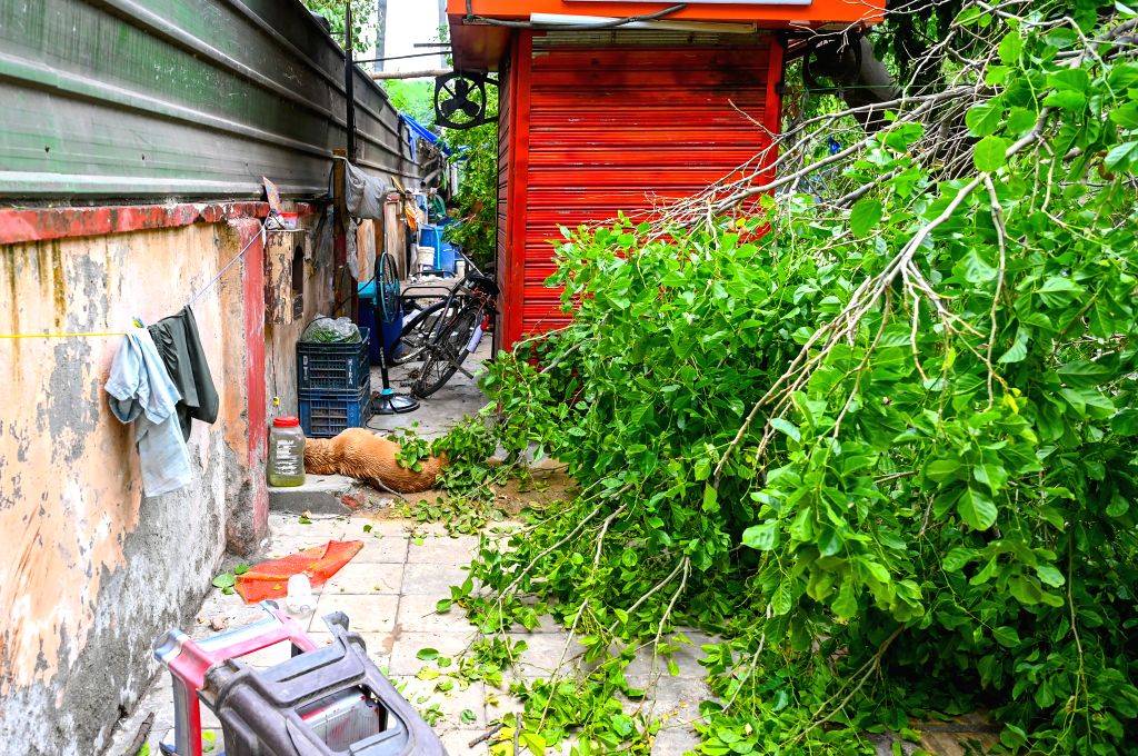 Two Die of Electrocution After Tree Fall in RK Puram