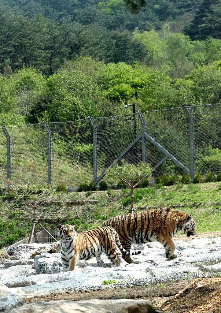 S. Korea opens arboretum with released Siberian tigers