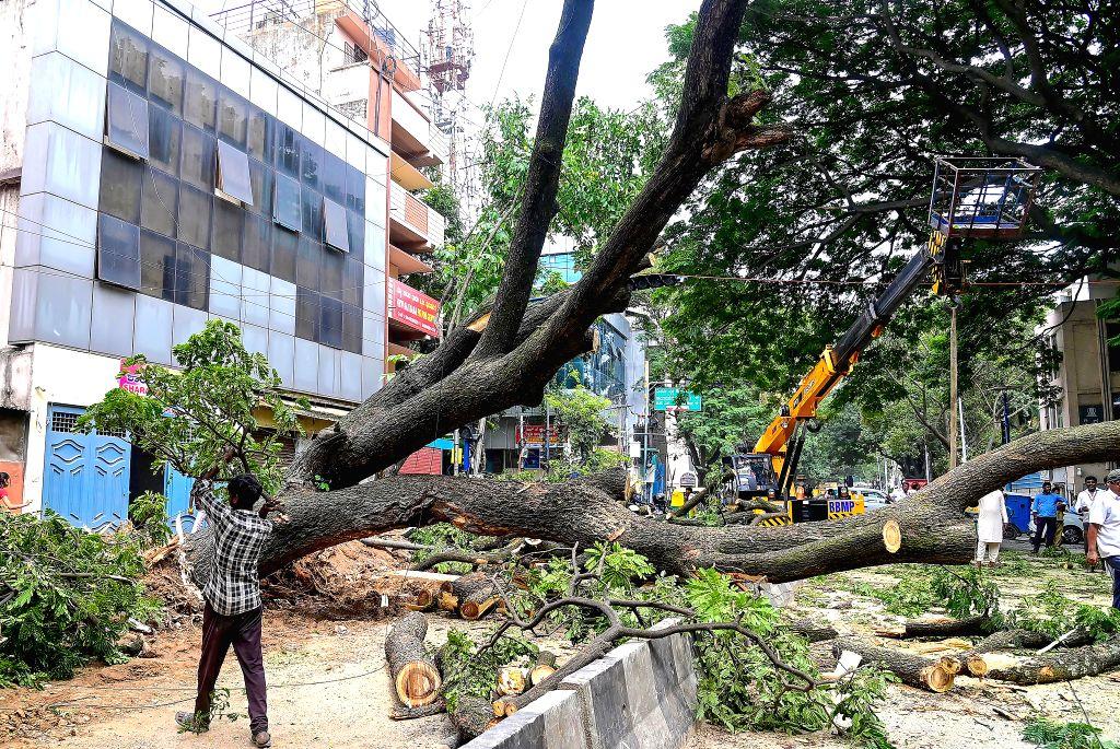 Delhi Auto Ricksa Uprooted Tree Damages Car and Auto-Rickshaw in Chamarajpet