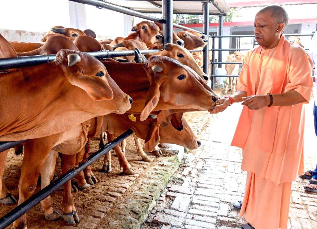 Uttar Pradesh Chief Minister Yogi Adityanath performs 'gau seva