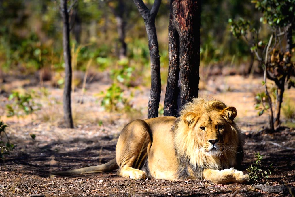 SOUTH AFRICAVAALWATERSANCTUARYRESCUED LIONS