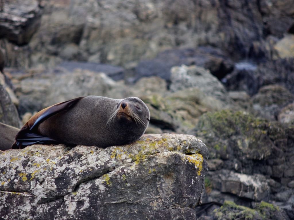 Red Rocks Seals Red Rock Reserve