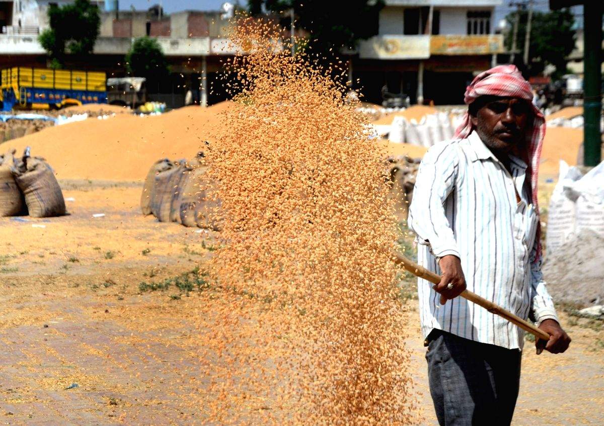 Rajasthan: Wheat procurement at MSP extended till June 19, target ...