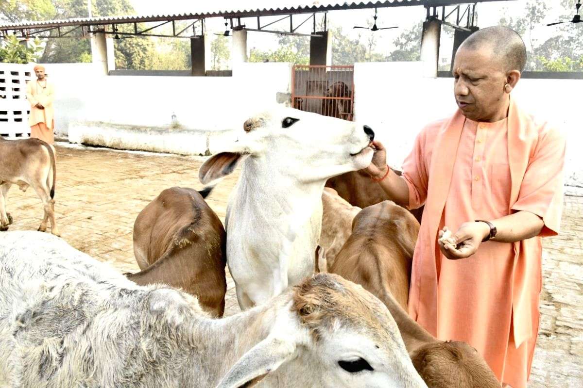 Minister Yogi Adityanath feeds a cow during 