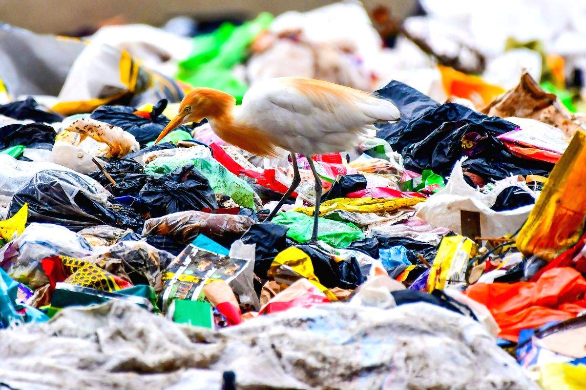 Dumping site