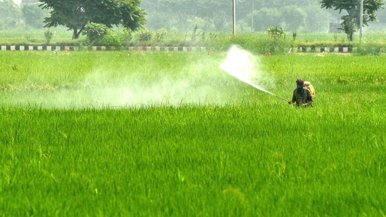 A farmer sprays insecticide on a paddy crop