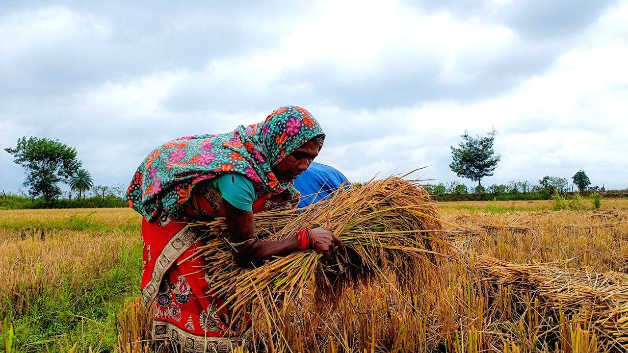 Paddy procurement to begin in eastern UP, Lucknow, Rae Bareli and Unnao from November 1