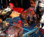 South Australia investigates mass tern deaths amid suspected H5 bird flu