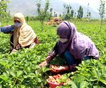 Gujarat: Dang's natural farming push boosts strawberry cultivation, farmers earn profits