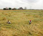 Government provides relief for rain-affected wheat; procurement to be carried out across the state with relaxed norms