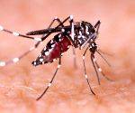 Dengue surge in Bengal hotspots raises concern ahead of Durga Puja