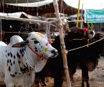Protective cover for livestock owners in Uttar Pradesh, cabinet approves Mukhyamantri Risk Management and Livestock Insurance Scheme