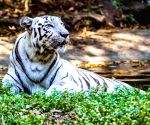 MP govt plans to double Mukundpur White Tiger Safari area