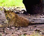Leopard spotted 6th time near Bengaluru's Byadarahalli; residents seek immediate capture