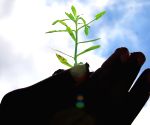 Ek Ped Maa Ke Naam: Uttar Pradesh to plant 50 million saplings