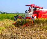 Yogi govt sets major record in paddy procurement, benefiting 152% more farmers than previous govt
