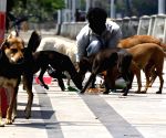 Chennai Corporation targets 2 lakh stray dogs in major anti-rabies vaccination drive
