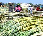 Threat of pests on sugarcane crop, department issues alert