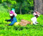 Rainfall deficit impacts tea leaf output in TN's Nilgiris