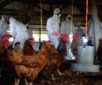 Bird Flu outbreak contained in Bengaluru, no human cases detected: Karnataka Health Dept
