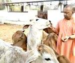 The Yogi government has launched a large-scale “Bhoosa Collection Campaign” with special focus on ensuring balanced animal feed availability
