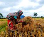 Paddy procurement to begin in eastern UP, Lucknow, Rae Bareli and Unnao from November 1