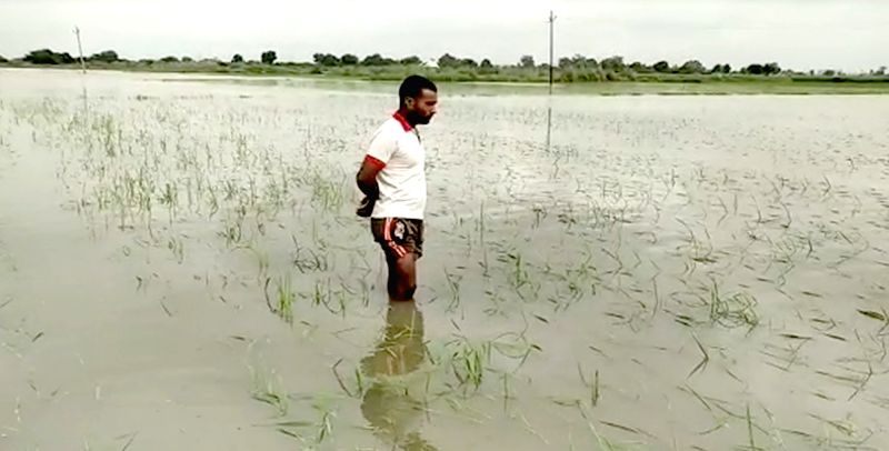 UP farmers want reassessment of crop loss due to rain